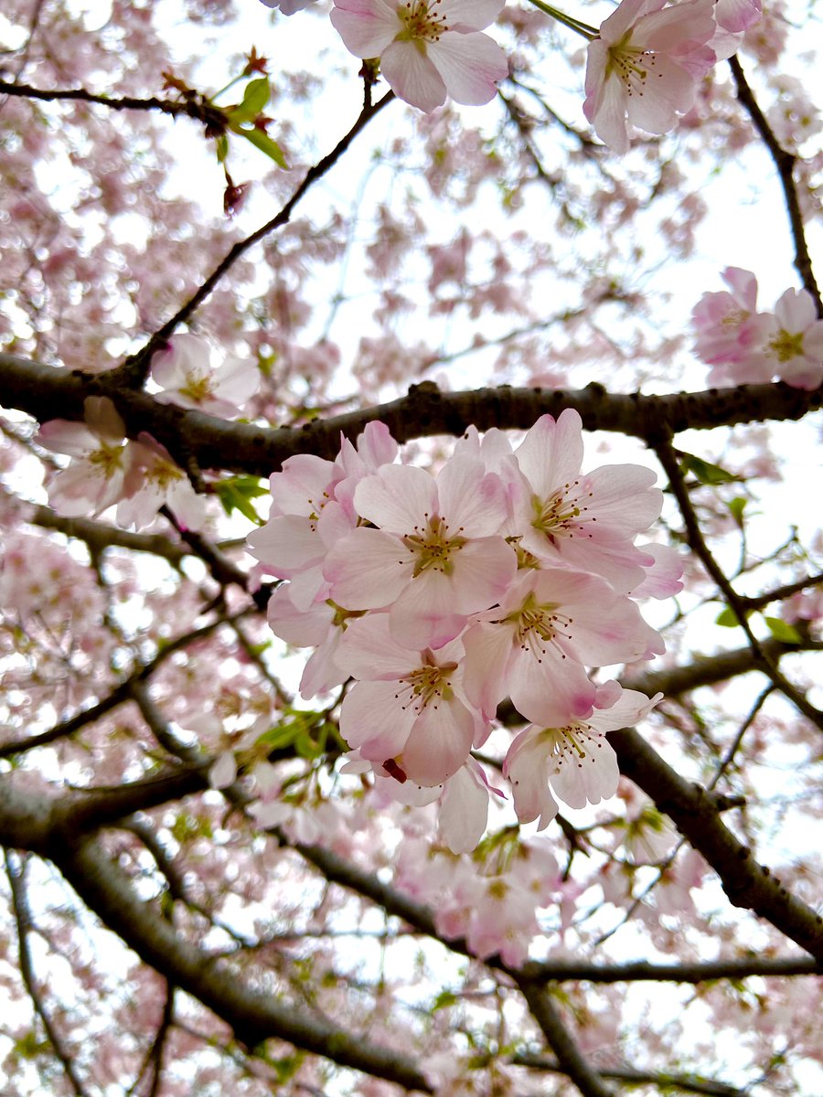 おはようございます、皆様 2024年4月の初の日曜日ですね😊 良いことがたくさんありますように マルシアはいつも好き探し😄 楽しくいこー笑笑 みんなに幸あれ 感謝からスタート #マルシア #感謝 #スウィーニートッド #マルシアtiktok #マルシア35周年