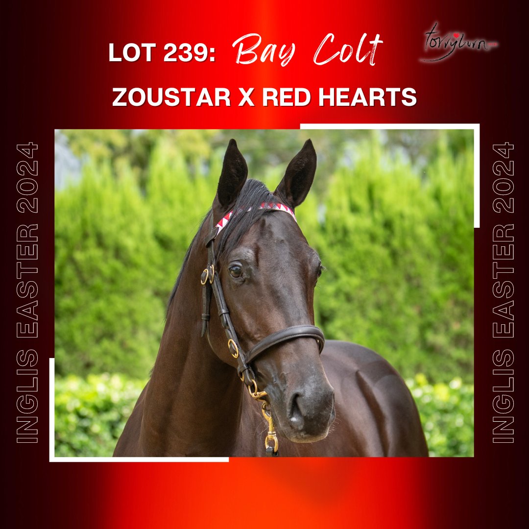 We commence our 2024 @inglis_sales Easter yearling sale draft with two fillies by @CoolmoreAus' Wootton Bassett then colts by @NewgateFarm's Capitalist and @widdenstud's Zoustar. #RaisedWithHeart❤️ Draft: torryburnstud.com.au/current-horse-…