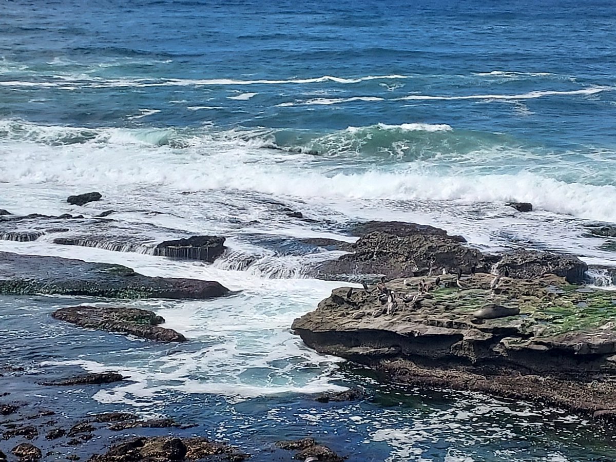 La Jolla, California, pt. 2 of 2. #California #photography #seals #pacificocean