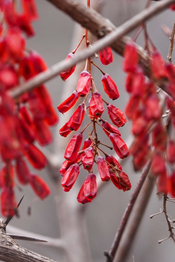 Anybody know what these are? I’ve never seen berries freeze or dry looking like this. Wondering what they are. Edmonton River Valley in April #edmonton #berries #nature #botany