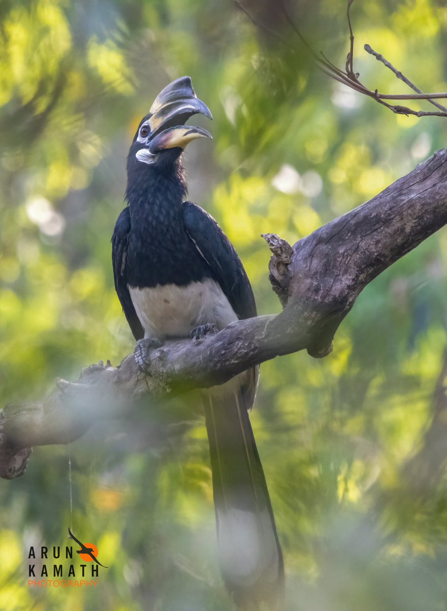 The week starts early or ends early..?? Here is a Oriental Pied Hornbill from our last weekend trip. Hope todays birding session brings some beautiful ones. #IndiAves #birding #birds
