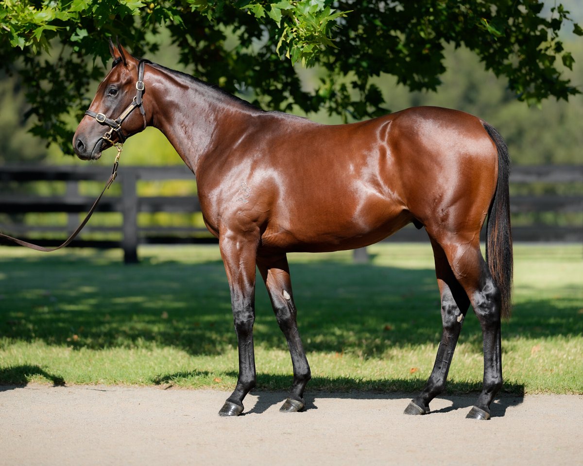 While it may have taken until Lot 42 for the first million-plus yearling @inglis_sales Easter, it was a smashing result for @SegenhoeGroup as their colt by @widdenstud's Zoustar out of G1 performer Fundamentalist sells to @CoolmoreAus' @TomMagnierfor $1.9m. #InglisEaster