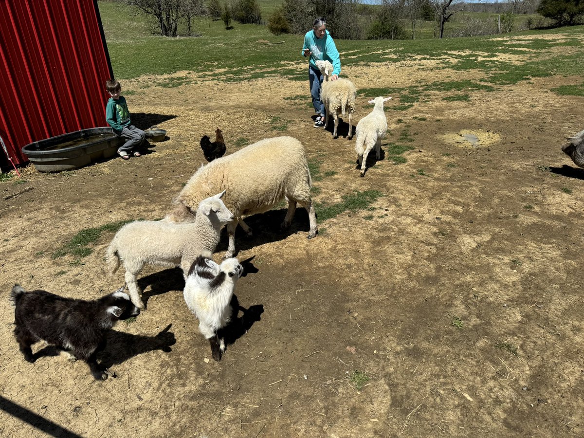 DrRooftopKY's tweet photo. #CharleesOrchard
#ThreeArrowsFarm
#TheLuckyFew https://t.co/9VdvmLLKy7