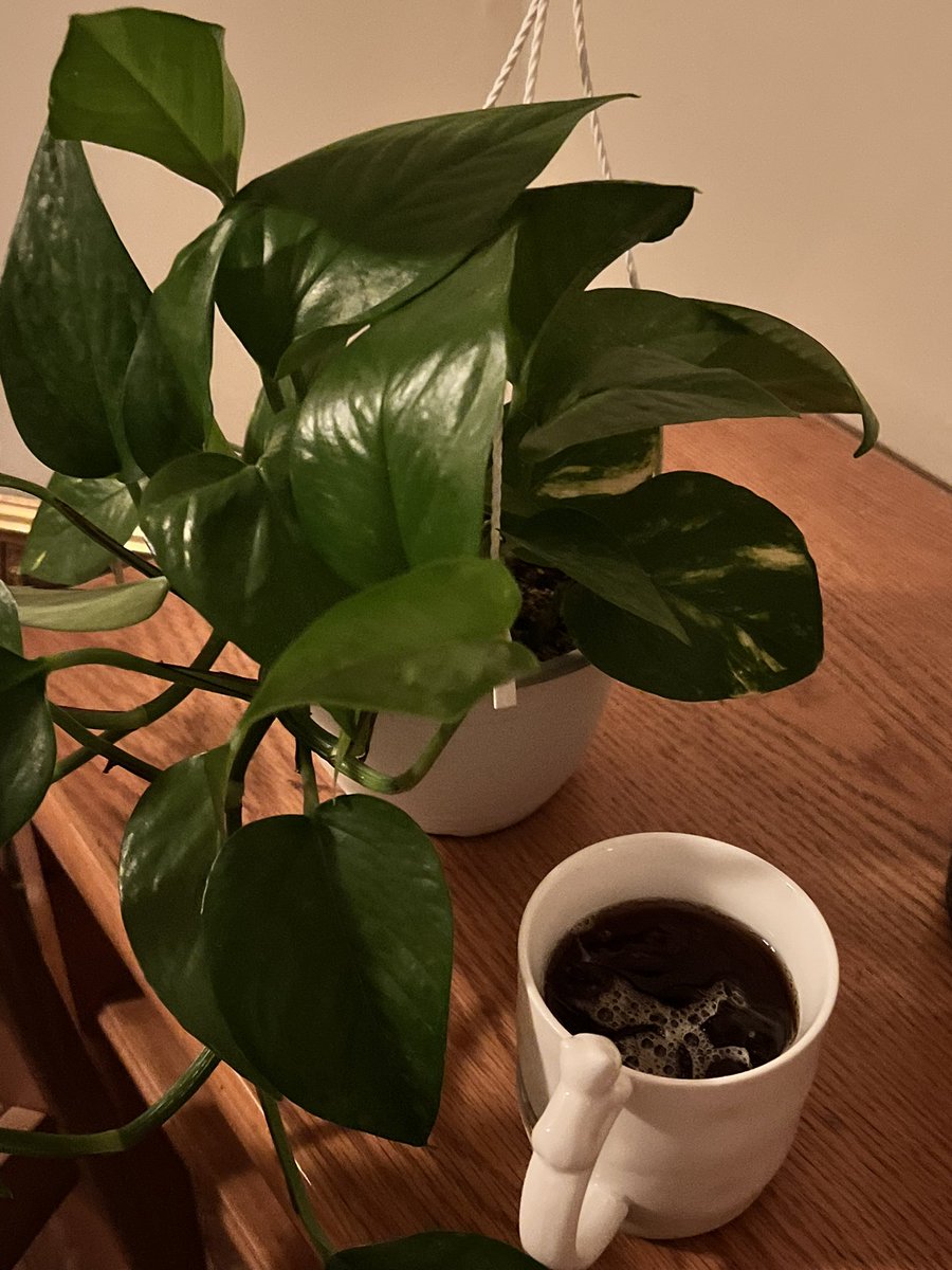 قهوة مع النبتة الجديدة 🤎