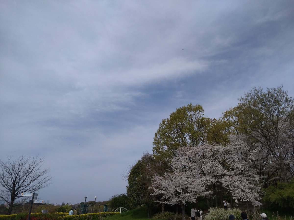 お花見客ですでに人混みのいつもの公園ですが、気持ちよくユルユルラン🏃‍♀️さぁ帰って掃除だ🧹ﾉﾉ( ˊᵕˋ *)
#SMRC    #なんちゃって主婦