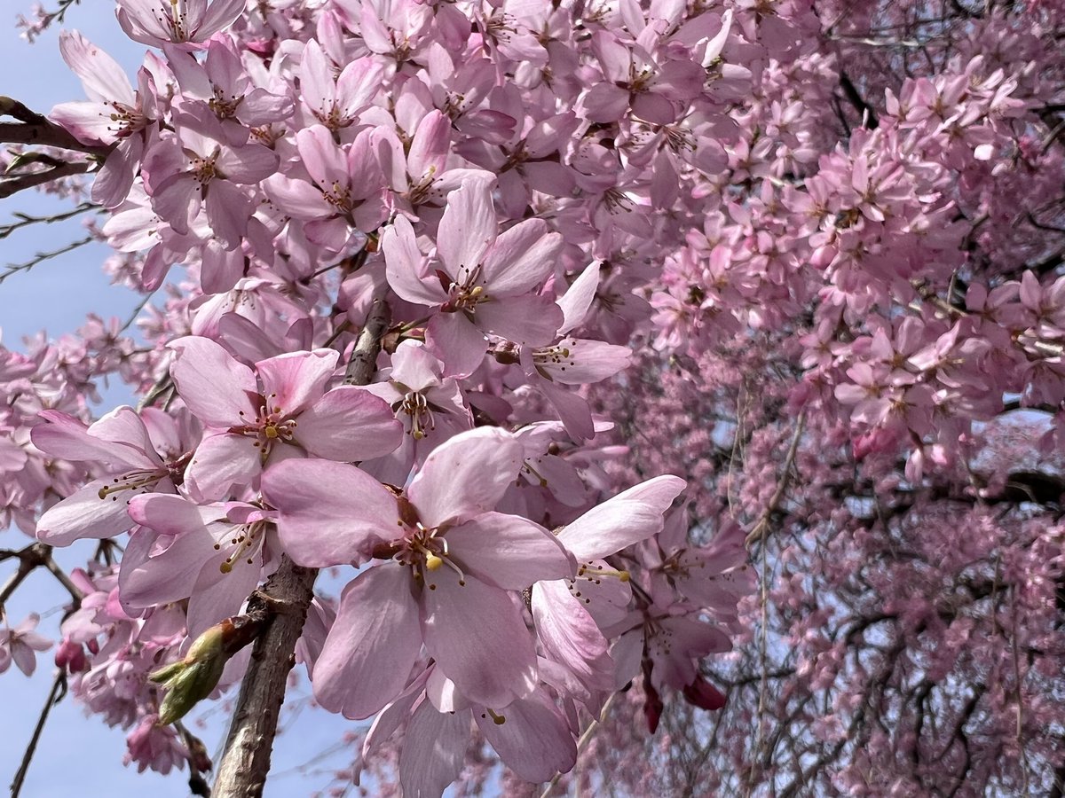 桜祭り🌸
群馬県桐生市黒保根綺麗に咲いてる🌸