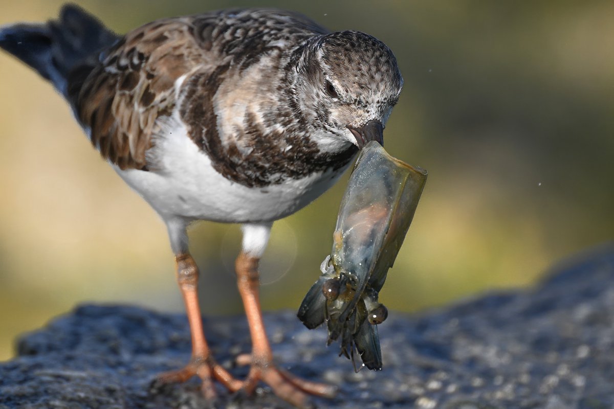 Safe the head for the last? A Ruddy Turnstone wading bird tries to squeeze out the edible remnants of the head of a shrimp at Sebastian Inlet, Florida, USA. (2024-02-03) #TwitterNatureCommunity #BBCWildlifePOTD #ThePhotoHour #IndiAves #naturephotography #wadingbird