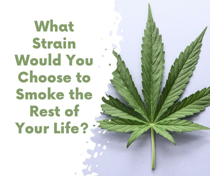 What strain are you smoking until you die?  #WednesdayVibes #WednesdayMotivation #Marijuana #StonerFam #Weedmob #WeedLovers #MMJ #CannabisCommunity #cannabisculture #Growyourown #WednesdayMood