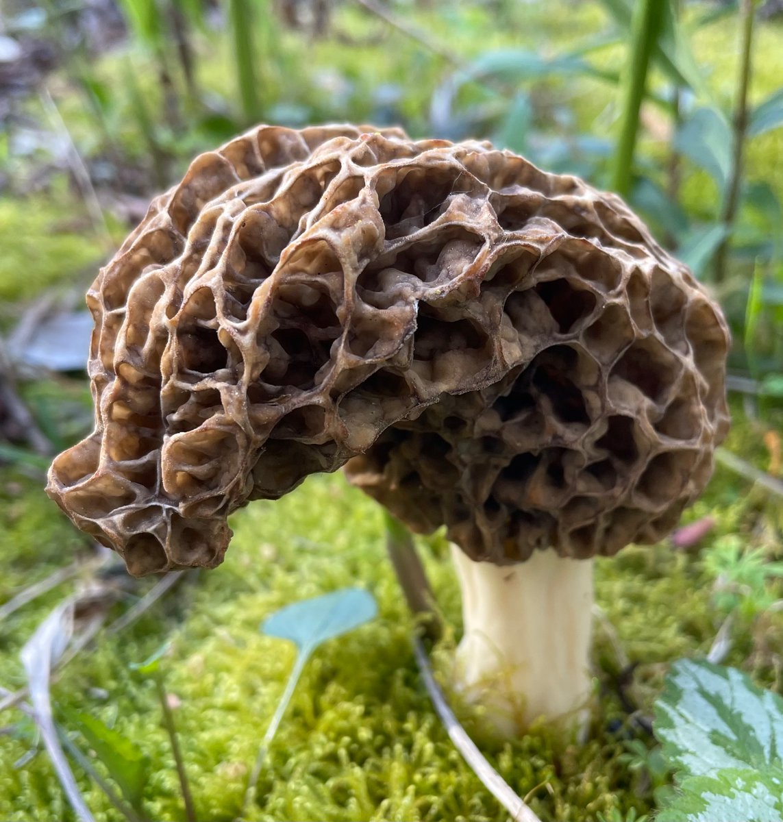 Morel mushroom popped up today.