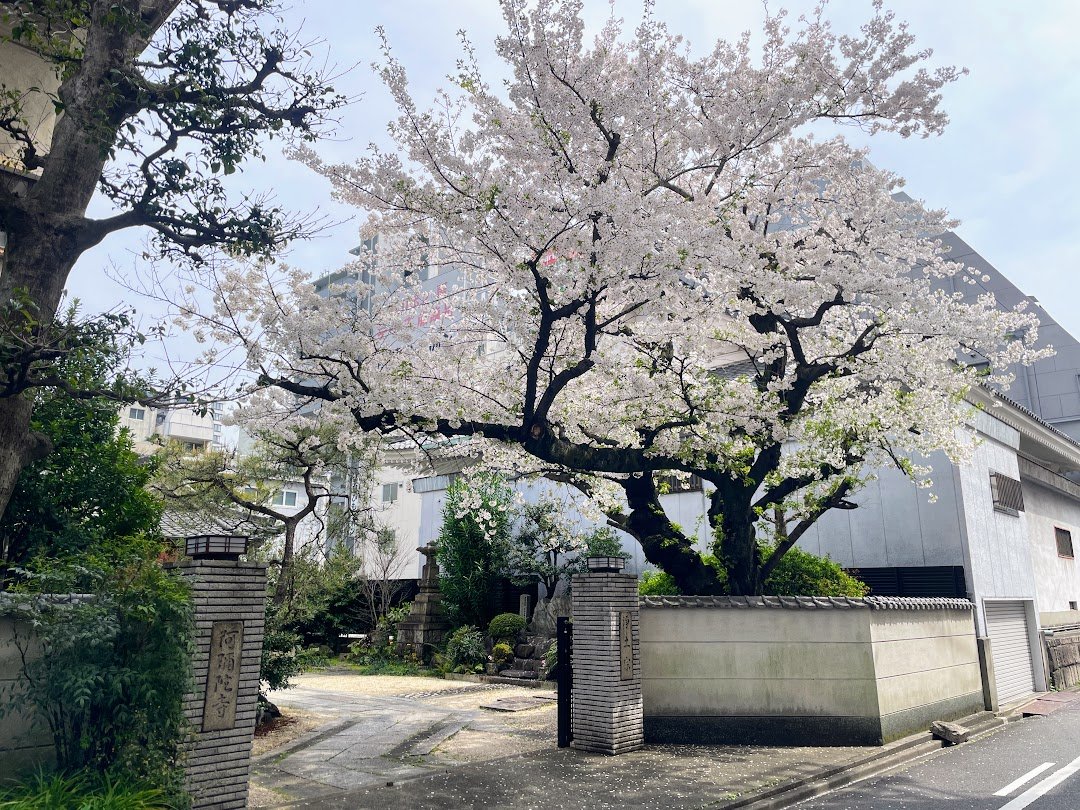 無茶売祭開催中の大須では、桜も満開の見頃を迎えています