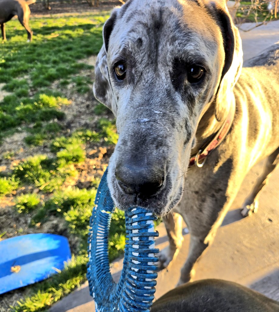 _GJK_'s tweet photo. It's Lola Grace the Great Dane's Birthday today. Everyone say happy birthday Lola. #greatdanesrule #dogchat #greatdane #bigdog @dogcelebration https://t.co/xTkEgiqxgH
