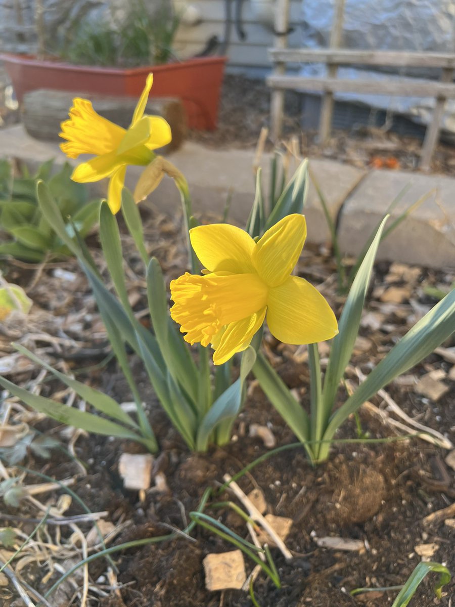 Another beautiful Eyota sunset. And two daffodils blooming!