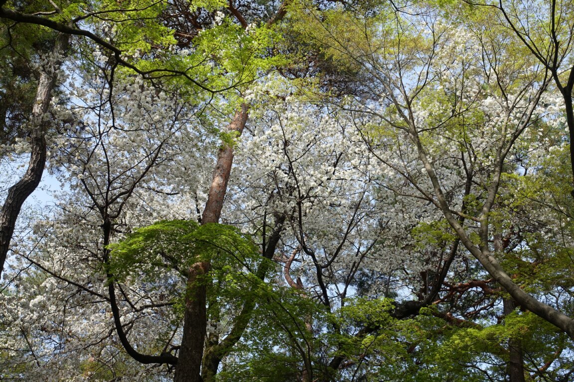 #MountainCherry, or #PrunusJamasakura, is in full bloom in the fresh greenery in #TonogayatoGardens.
#SmallSizeBonsaiExhibition is held thru 4pm today at the 2nd floor of #OldStorehouse especially opened for the period.  Please do not miss out!

#Kokubunji