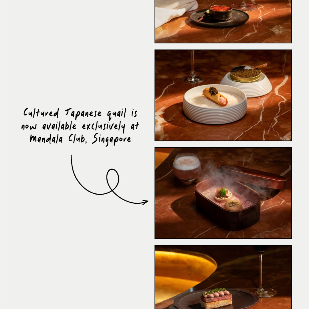 Cultured Japanese quail is now available exclusively at Mandala Club, Singapore! Across a seven-course omakase, we're serving four dishes featuring Forged Parfait, from the signature Forged brûlée to an A5 Hokkaido wagyu sando 🤤 Book your seat at hubs.ly/Q02s0WbG0