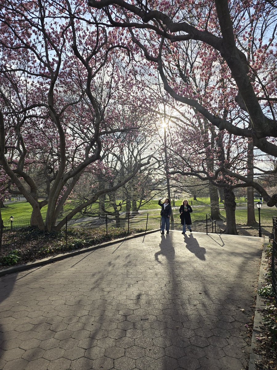 Admiring #magnolia blossoms at Cleopatra's Needle @centralparknyc The pink and white flowers are about ready to peak. @nycparks Go smell their intoxicating scent
