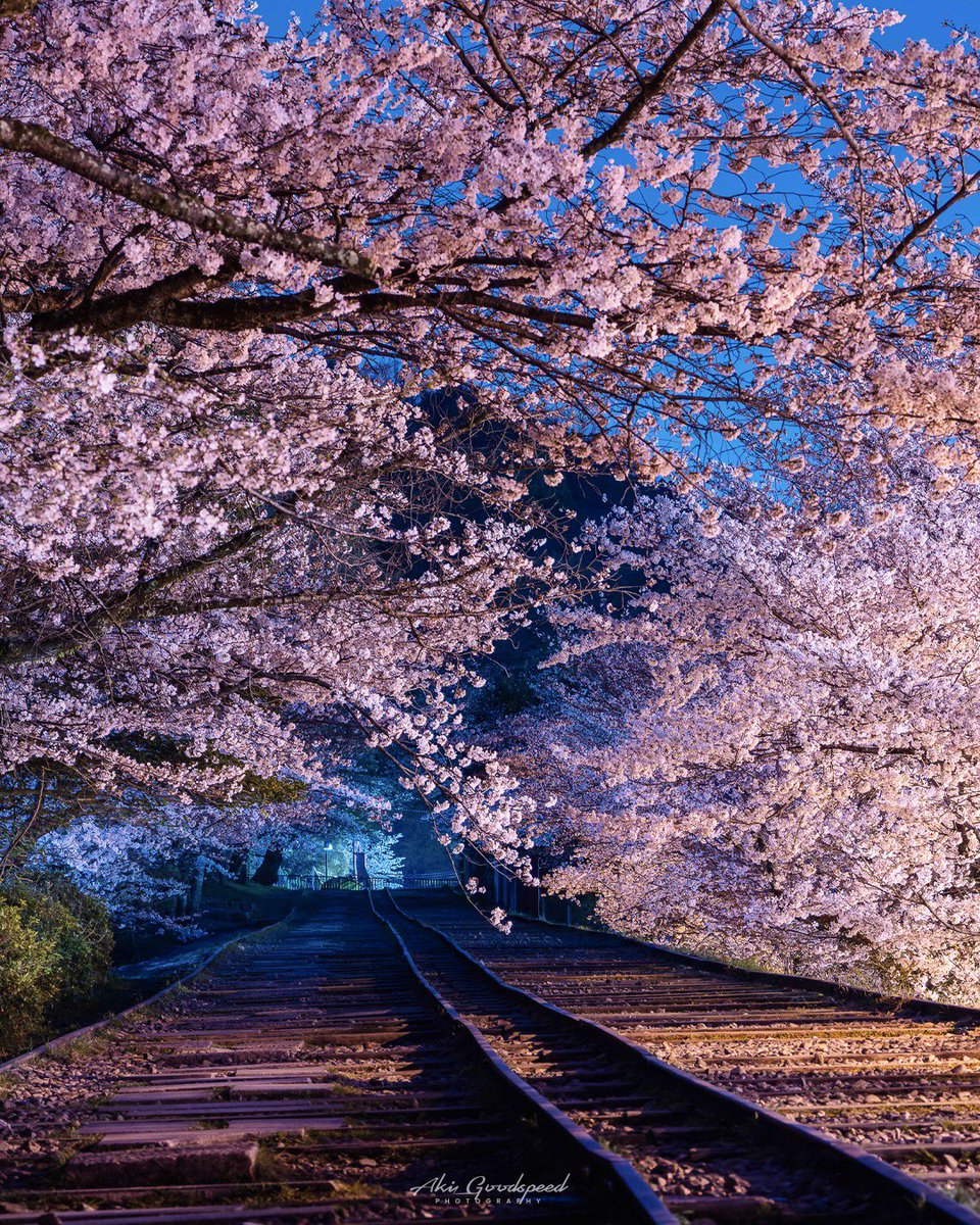 満開の桜に包まれた 夜の蹴上インクライン