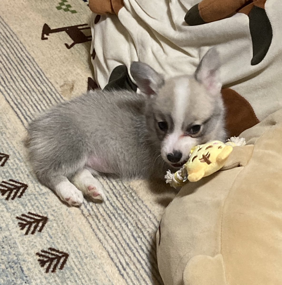 いちみ tweet media