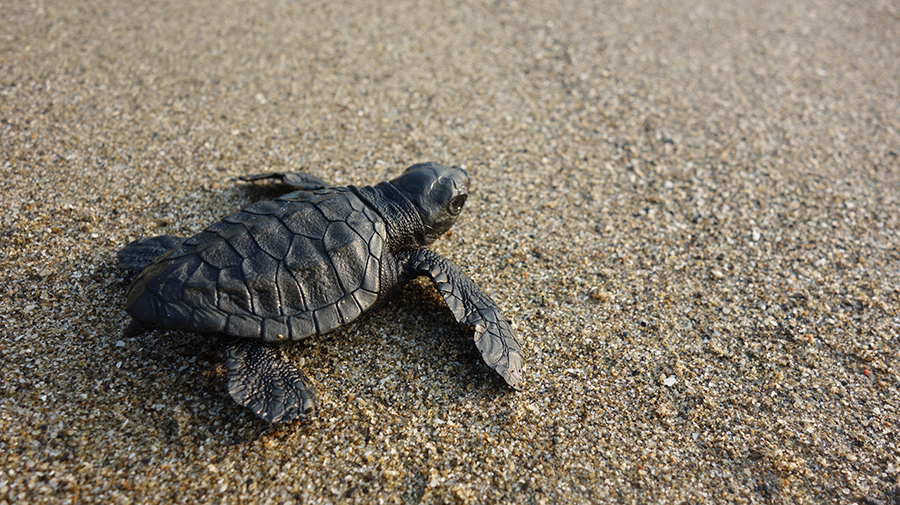 A @theGEF-supported project set out to reduce pressures on India’s Godavari River. 

Discover how local communities have been trained to act as turtle base camp watchers in the fight to save the Olive Ridley turtle: wrld.bg/Tgqc50R8WA5 #HealthyPlanetHealthyPeople