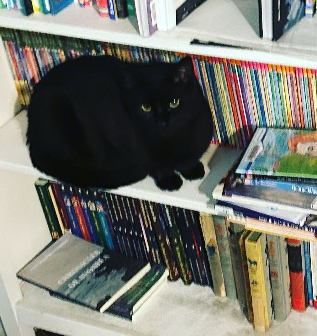 Just chilling on top of the world 🐱📚 Who needs a bed when you have a bookshelf? 😺📖

#blackcat #bookworm #cozycorner #catlife
