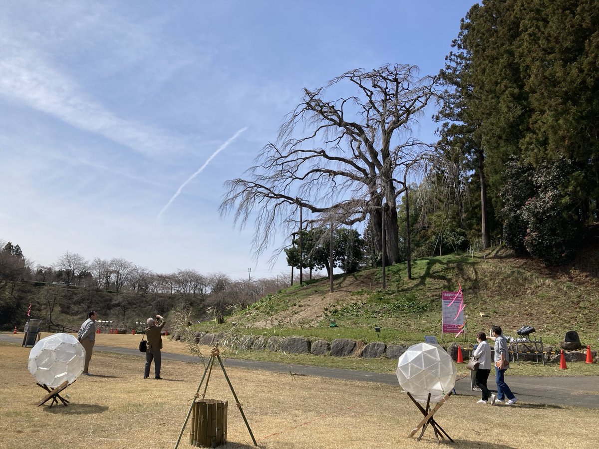 撮影日:2024.4.7
開花状況:つぼみ
#二本松の桜
