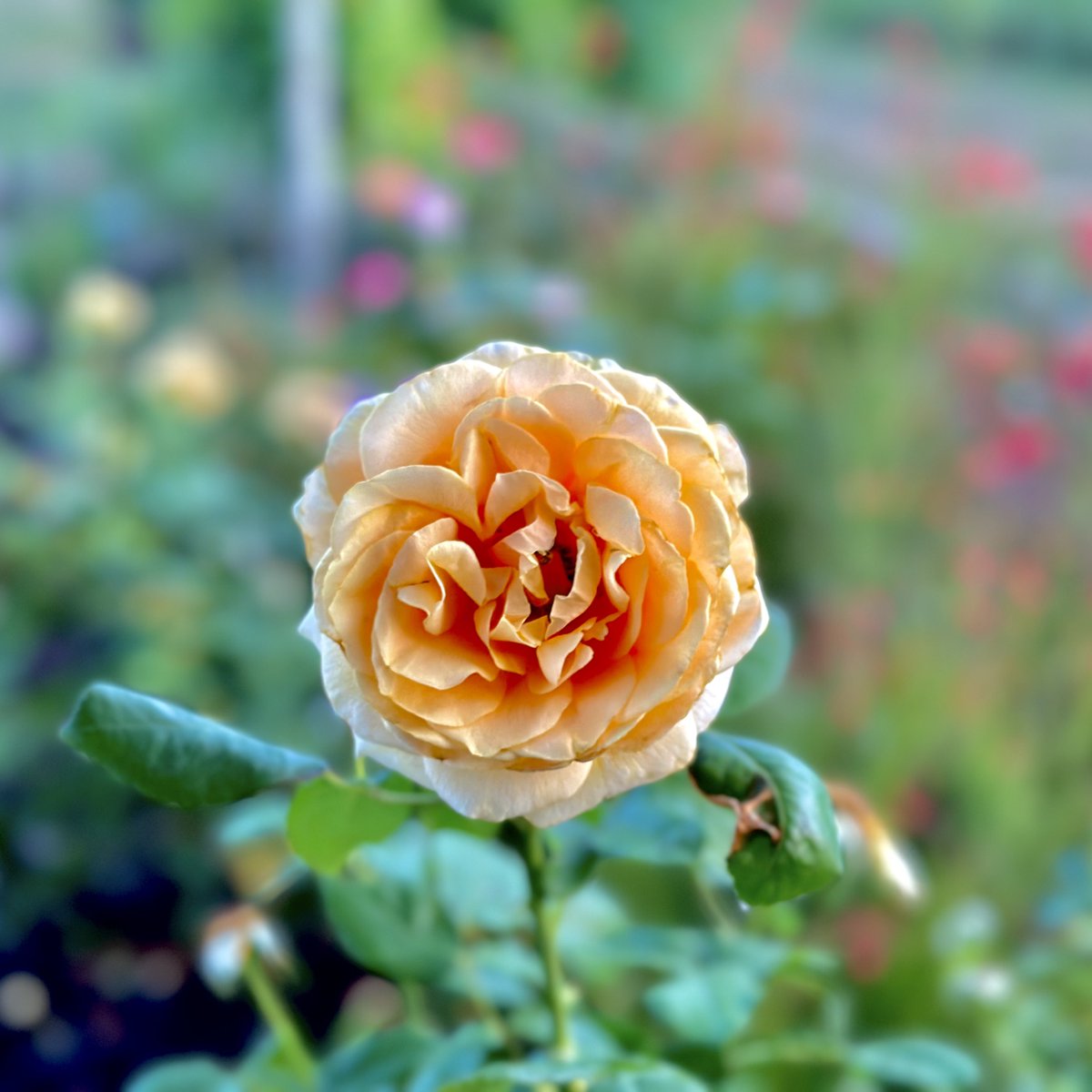 #hello #apricotorange #rose #rgv #riograndevalley #southtexas #garden#956