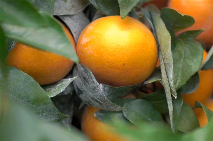 An abundant harvest of mandarins in Ping'le Town of Luchuan County.🍊🍊🍊