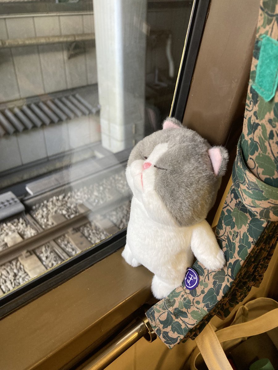 HiroTravelar's tweet image. ねずまる君とゆふいんの森で出発です。
#ぼうみたいなねこ
#ぼうねこ