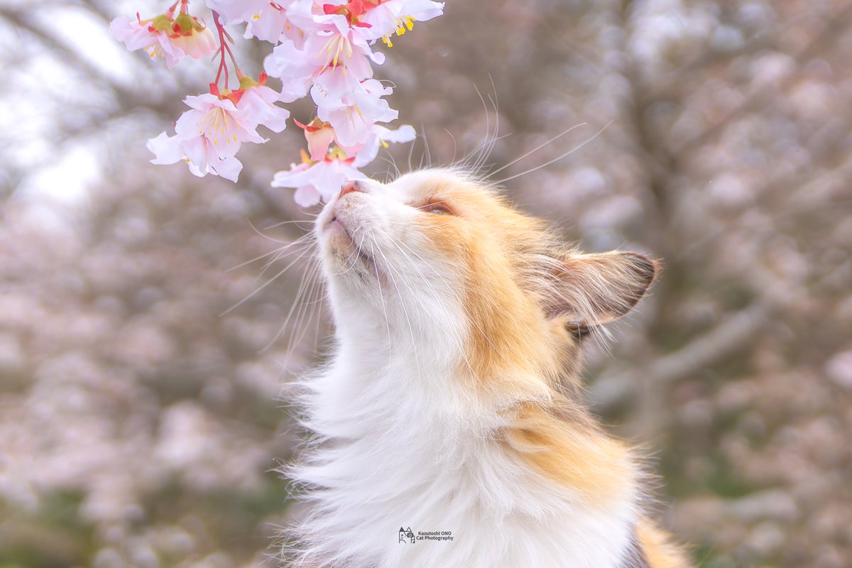 桜想い

#ねこ #cats #田代島 #島のえき #猫島 #島猫 #猫好きさんと繋がりたい #猫好き #catlover #東京カメラ部