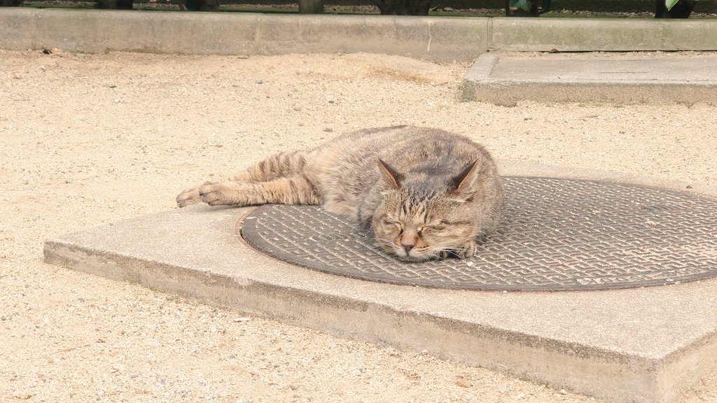 bro_l2r's tweet photo. 昨日桜を見に行った帰り道、マンホールの上でひなたぼっこしてた猫がかわいすぎて思わず写真を撮ってしまいました https://t.co/W6ZWeb6jfT