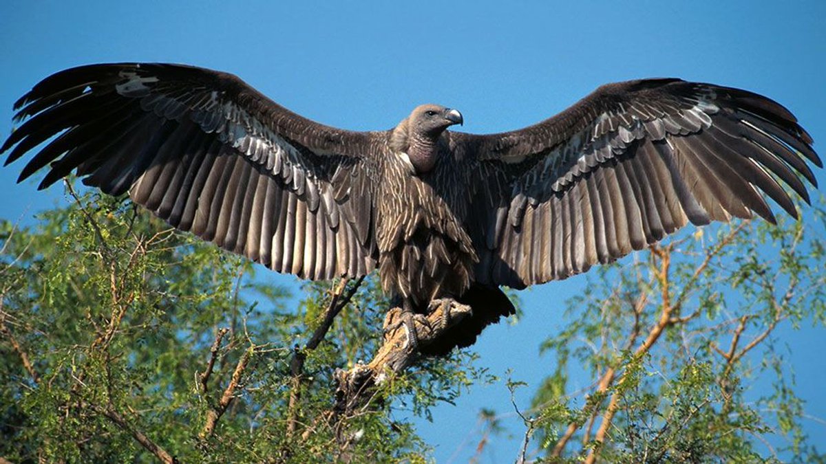 Circling vultures are a stereotypical harbinger of death