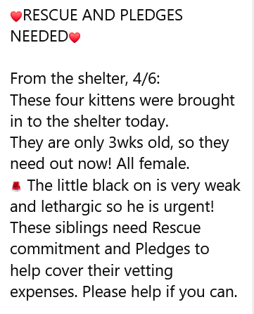 🆘URGENT🆘PLEDGES & #RESCUE NEEDED🆘
🆘🙏🏽PLZ HELP IF YOU CAN🆘
🌸FOUR 3WO BABY GIRL🐾#KITTENS🐾🌸
🚨NEED OUT OF THE SHELTER ASAP!🚨
▶facebook.com/photo/?fbid=80…
🙏🏽#PLEDGE 2 #SAVEALIFE #SaveThemAll
💞SHARING SAVES LIVES💞
#MARIETTA #GA @cobbkitties #cats