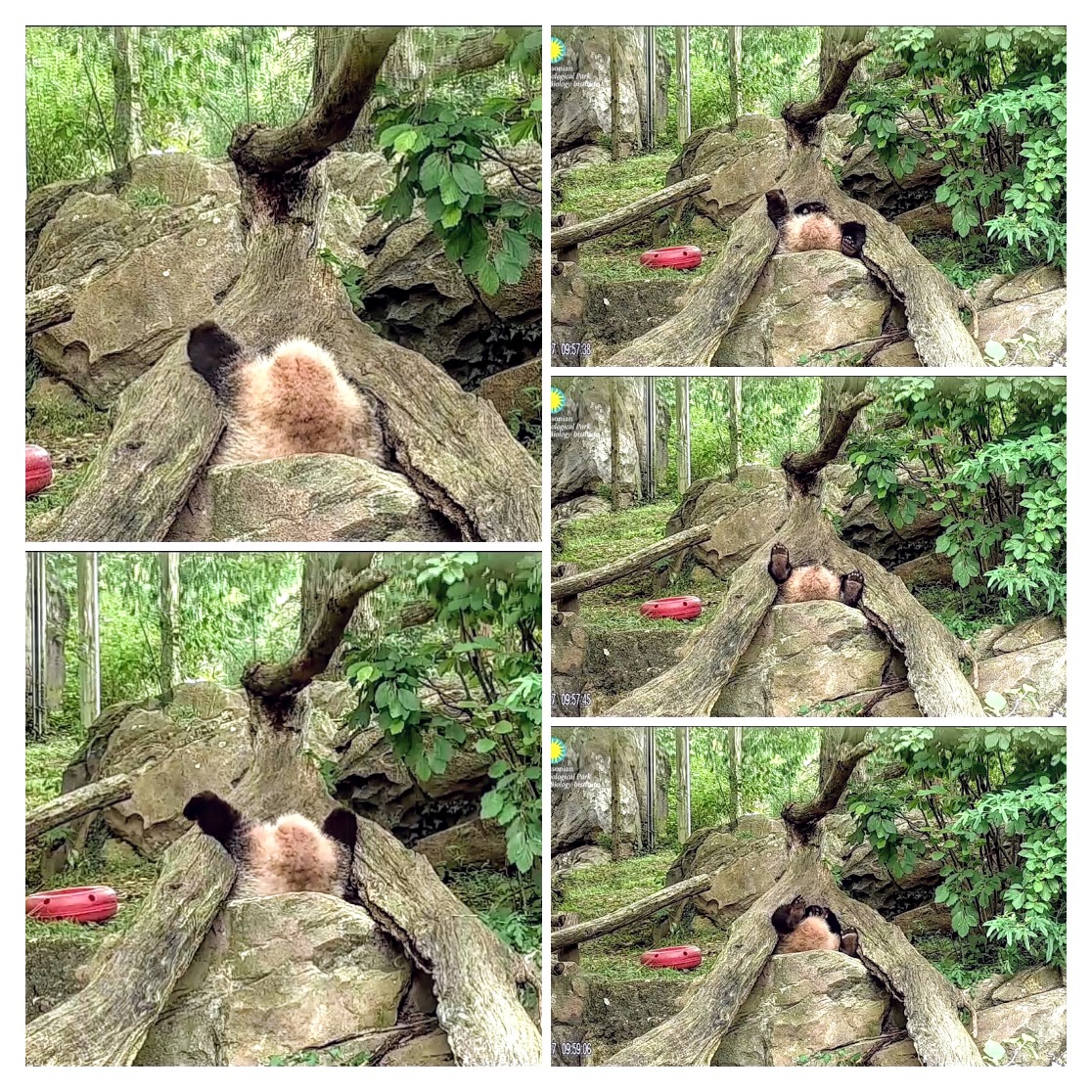 PookieDigi4Ever's tweet image. It&apos;s #SundayFunday! (#PandaCam 7/28/2017) 🙃 #JBHC @BeiBeiPanda3 @tiantianpanda97 @GrandMeiXiang @DodgerAmes @kathybowler @sweetg12651 @bluestone356 @taylorcava @LoveofPandas1 @2centsLu @BeccaInBalt