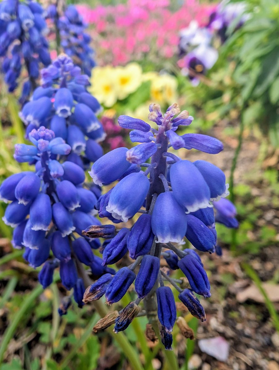 rpec09's tweet photo. Blue, yellow, red, white... Spring has come to my town #TeamPixel #Pixel8Pro #Flowers https://t.co/7ODAGyShSK