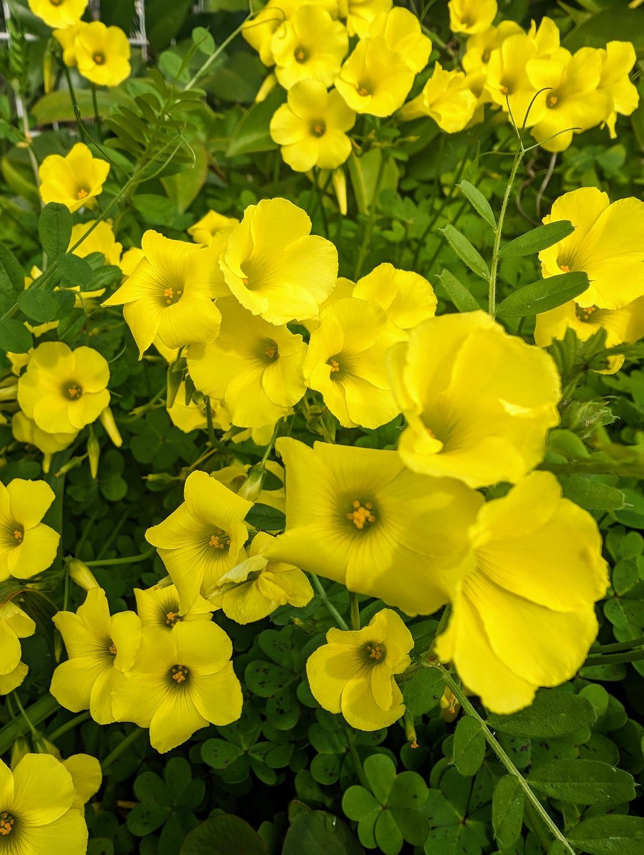 rpec09's tweet photo. Blue, yellow, red, white... Spring has come to my town #TeamPixel #Pixel8Pro #Flowers https://t.co/7ODAGyShSK