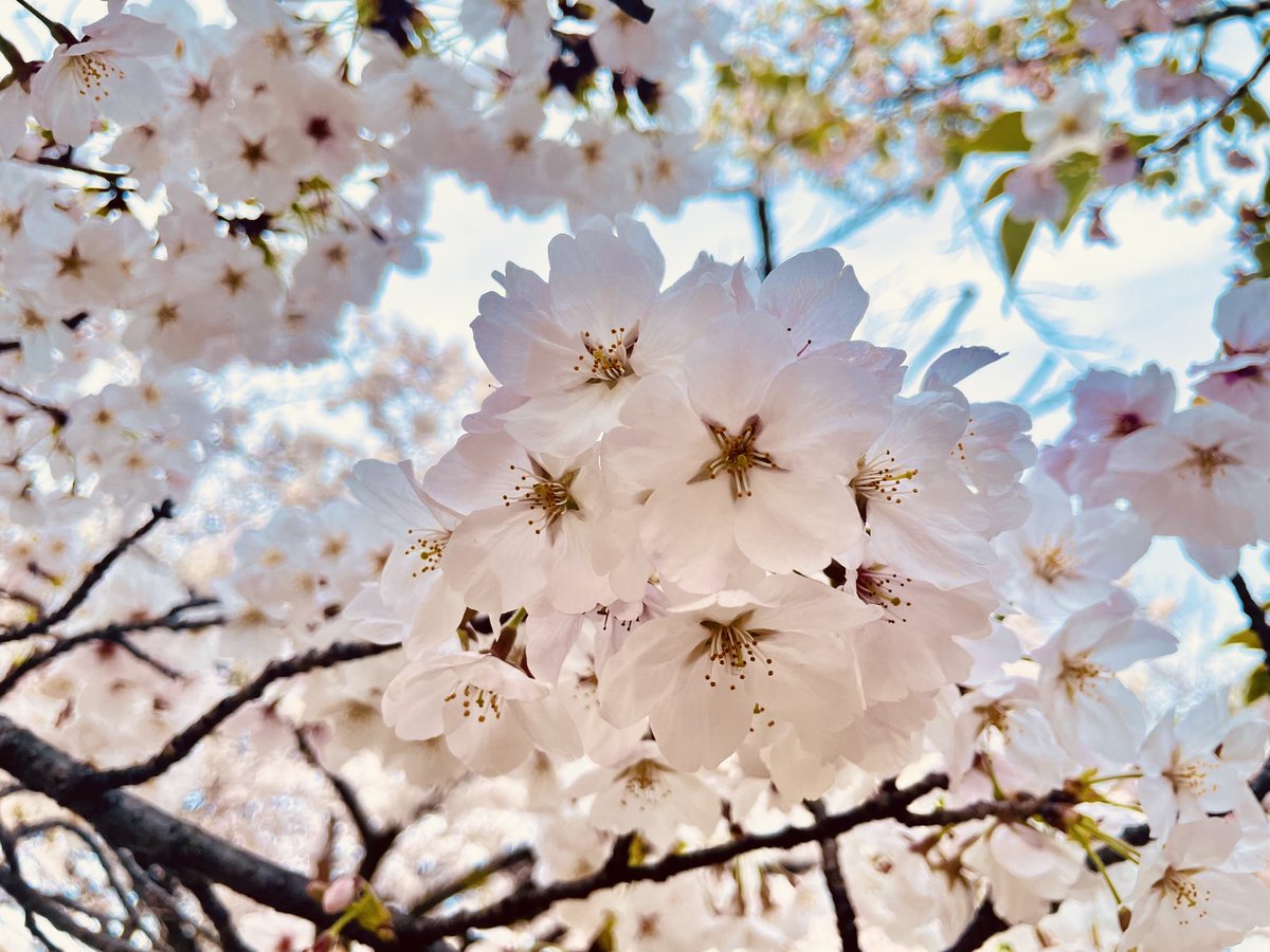 #cherryblossom #spring #flowers #flowerstagram #flowerlovers #naturephotography #nature_photolovers #naturelovers #nature #桜 #桜のある風景 #osakacastlepark #大阪城公園 #spring