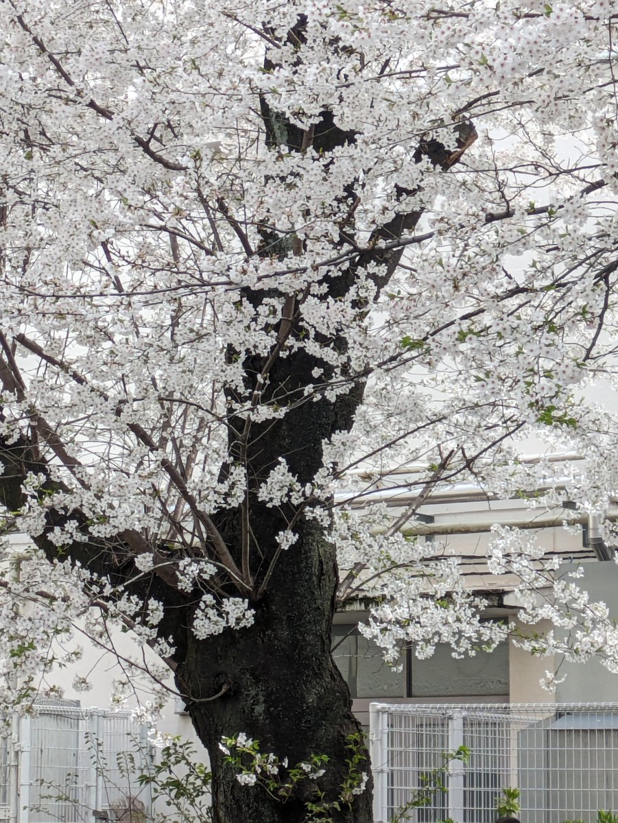 近所の公園の桜🌸満開です