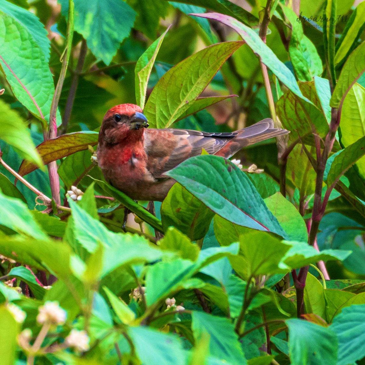 Common Rose-finch (Male) #IndiAves #birdwatching @NatGeoIndia #birding #BirDereceHak #Nikon #TwitterNatureCommunity #birdsphotography #BirdsOfTwitter #BirdTwitter @NatGeoPhotos #NaturePhotograhpy #ThePhotoHour @DEFCCOfficial @BNHSIndia