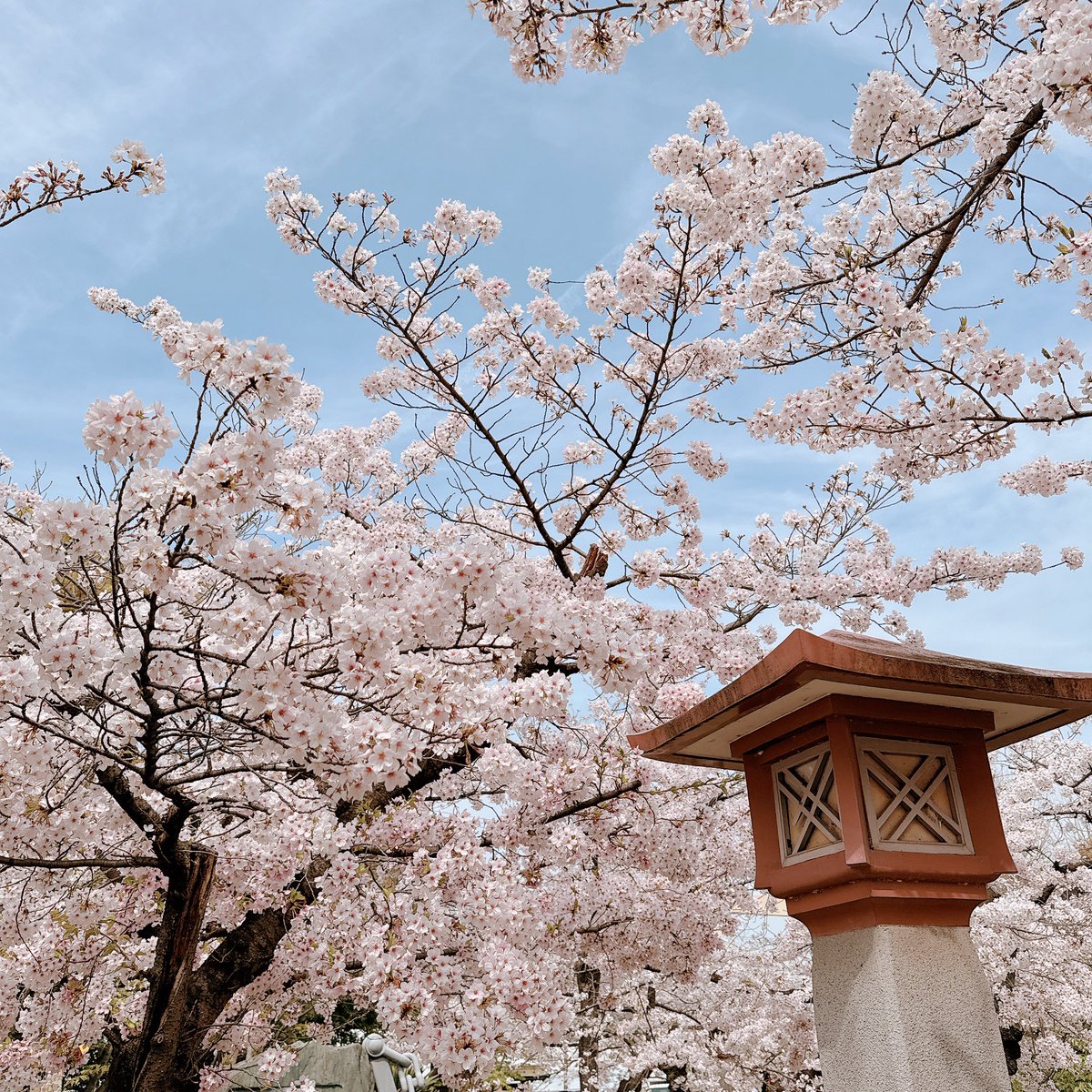 「駅近くの神社、桜が綺麗でした 」|こるぴのイラスト