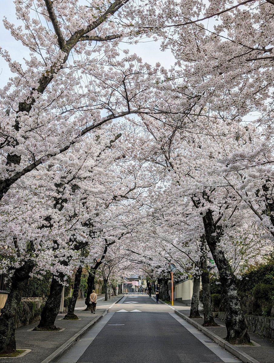 rpec09's tweet photo. #cherryblossom is at its peak! #SakuraWeek2024 # #TeamPixel #Pixel8Pro https://t.co/Q5R85EafBW
