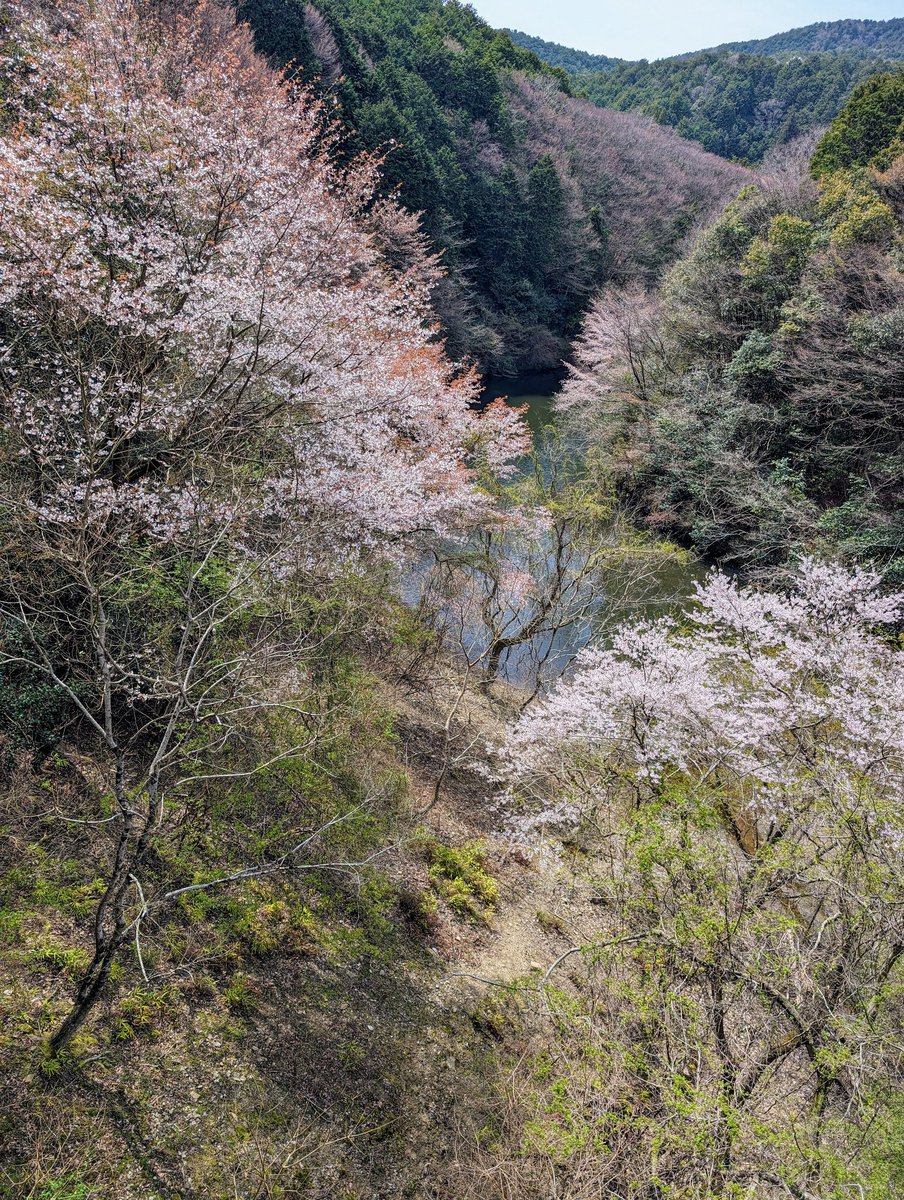 rpec09's tweet photo. #cherryblossom is at its peak! #SakuraWeek2024 # #TeamPixel #Pixel8Pro https://t.co/Q5R85EafBW