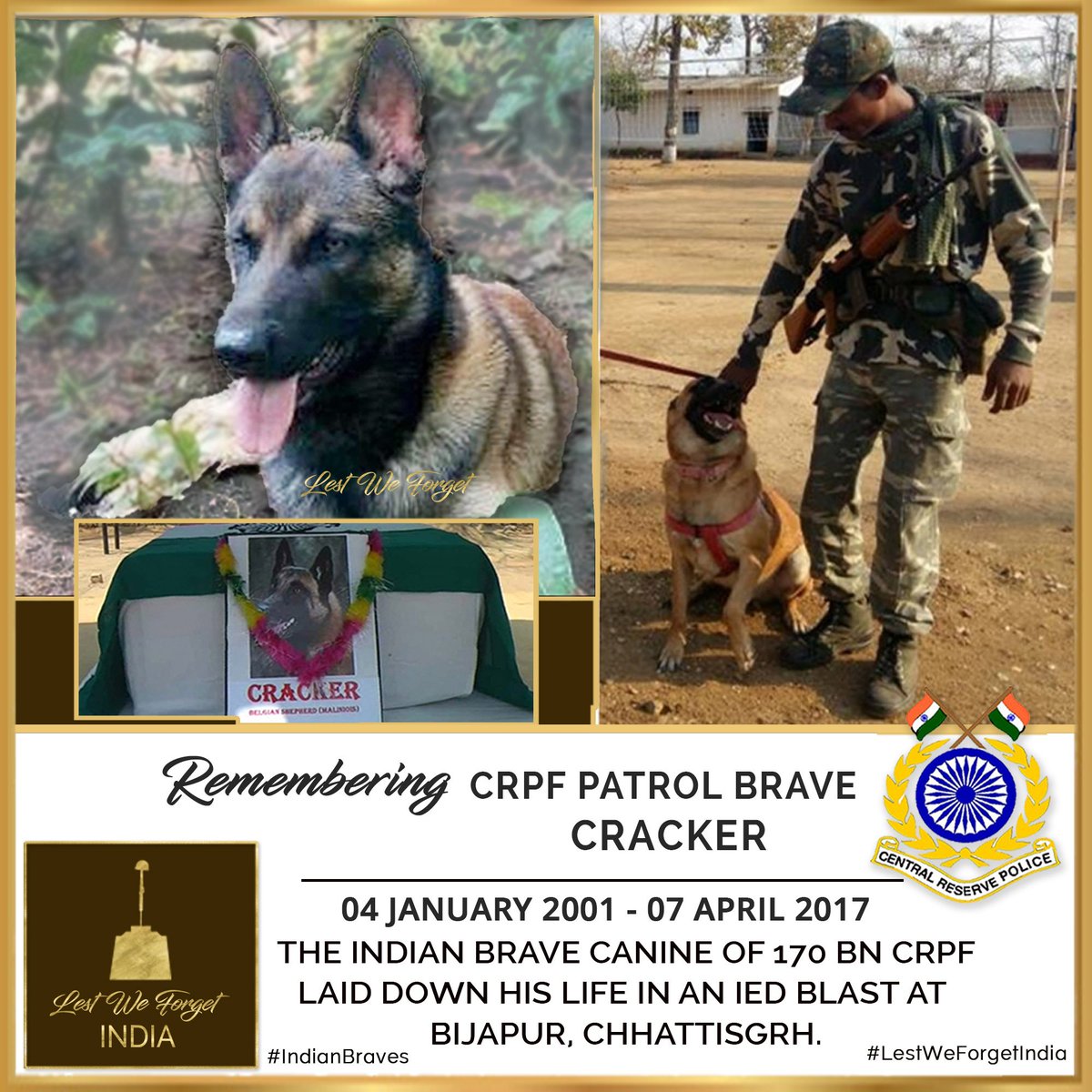 Remembering our four-legged K9 #IndianBraves who serve & sacrifice for the Nation.🏵️

#LestWeForgetIndia🇮🇳 SEVEN YEARS ago #CRPF Patrol Brave CRACKER, 170 BN @crpfindia, laid down his life #OnThisDay 07 April in 2017 in an IED blast at Bijapur in Chhattisgarh.  
#DogsOfWar