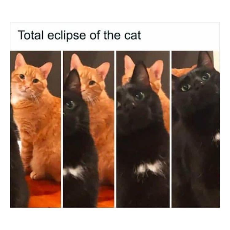 #caturday #Eclipse