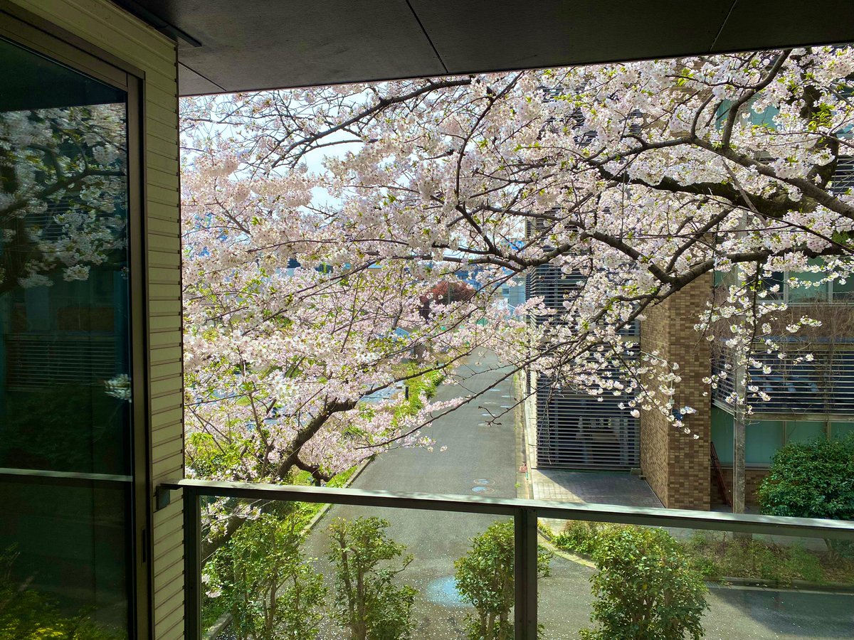 A room with a view #sakura 🌸