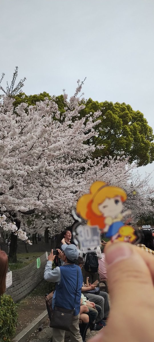 emma120bpm's tweet photo. Pharmacyは若干空振ったけど、まぁせっかくなので先週空振った鶴舞公園の桜を見に来ました🌸
満開で先週のリベンジ達成です👍
…それにしてもZIPはツイてないというか、持ってないというか😅
#ジプコ #ソレがあなた達のお役目 #zip_ohanami #zipfm https://t.co/E59UBrXtWQ
