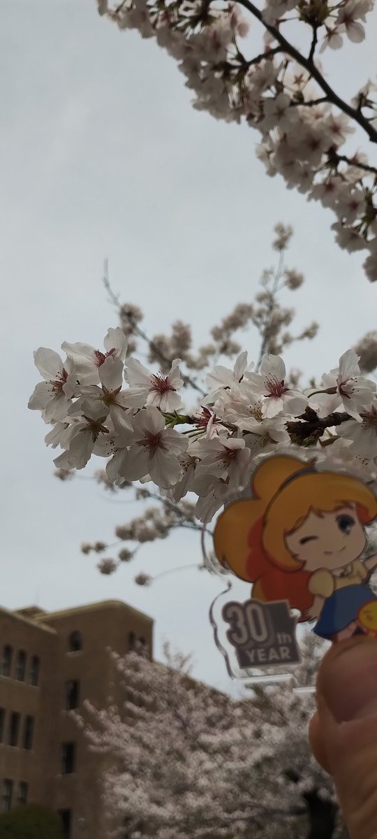 emma120bpm's tweet photo. Pharmacyは若干空振ったけど、まぁせっかくなので先週空振った鶴舞公園の桜を見に来ました🌸
満開で先週のリベンジ達成です👍
…それにしてもZIPはツイてないというか、持ってないというか😅
#ジプコ #ソレがあなた達のお役目 #zip_ohanami #zipfm https://t.co/E59UBrXtWQ