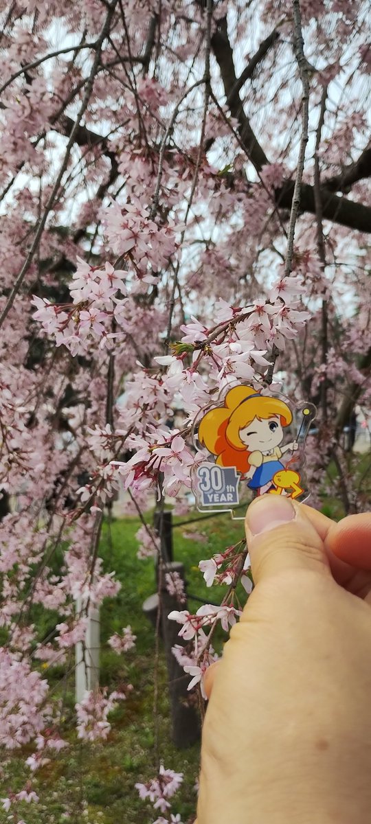 emma120bpm's tweet photo. Pharmacyは若干空振ったけど、まぁせっかくなので先週空振った鶴舞公園の桜を見に来ました🌸
満開で先週のリベンジ達成です👍
…それにしてもZIPはツイてないというか、持ってないというか😅
#ジプコ #ソレがあなた達のお役目 #zip_ohanami #zipfm https://t.co/E59UBrXtWQ
