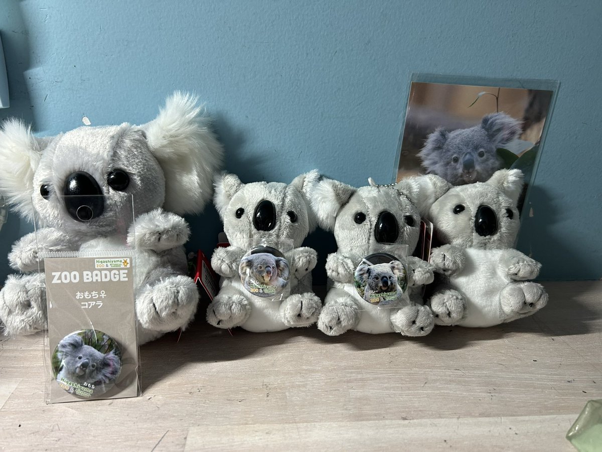 昨日東山動植物園に行ってきました！ 🐨可愛かった❤️ 🐨グッズもしっかりゲット！ 可愛過ぎて🐨にハマりました笑 @aimyonGtter