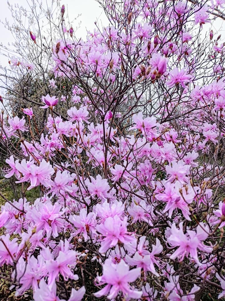 lily49547397's tweet image. 今日『#世界保健デー 』…
1948.4.7に世界保健機関（WHO）が発足した事を記念して、1949年に制定…
【WHO】人間の健康を基本的人権の一つと捉え、その達成を目的として設立された国連の専門機関…
一番輝くの功績には、天然痘の撲滅に成功、1980年に宣言…
春の森、三葉躑躅が燦々、季節のスッケチ…🩷