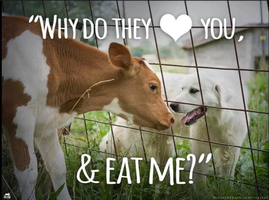 Speciesism is when we are horrified that someone would eat a dog while simultaneously consuming the body of another animal. #EndSpeciesism