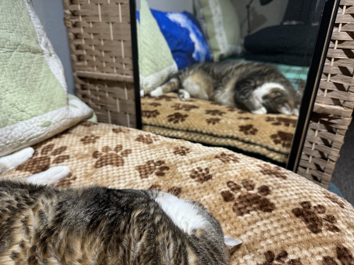 Chaos sleeps better when he can see the reflection of a handsome cat.